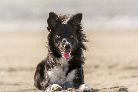 Beach puppy dog animal Photo