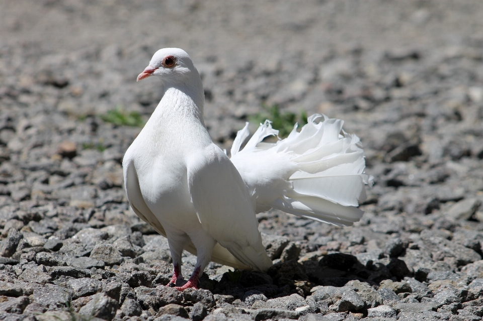 鳥 羽 白 動物