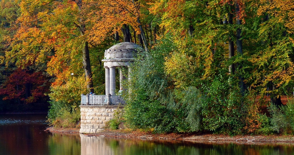 árbol naturaleza bosque planta