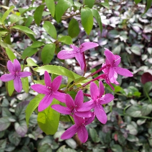 Blossom plant flower petal Photo