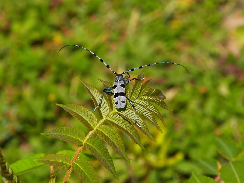 自然 花 夏 野生動物