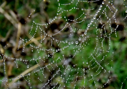 水 自然 落とす 露 写真