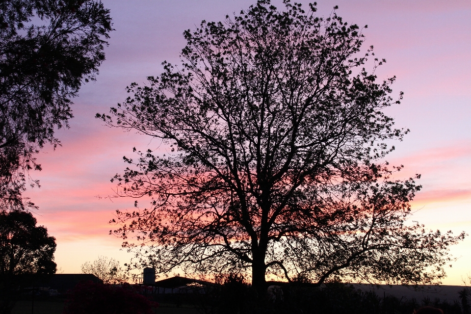 árbol naturaleza rama silueta