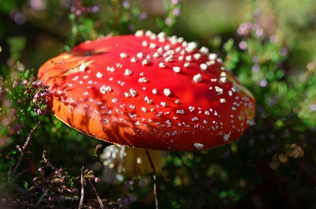 Nature forest leaf flower Photo