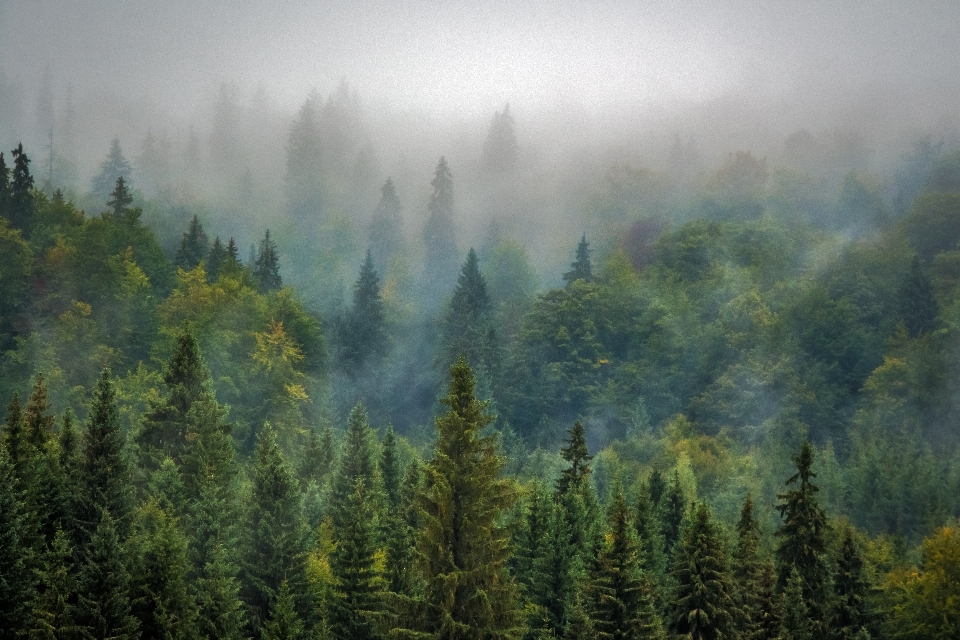 風景 木 自然 森