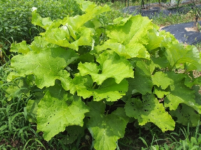 Plant field leaf flower Photo