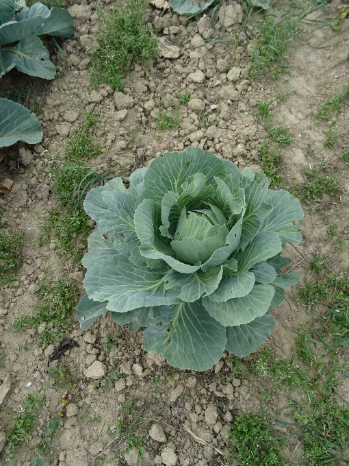 植物 花 乡村的 食物