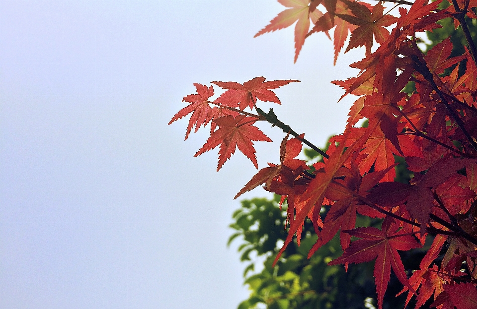 木 ブランチ 植物 日光