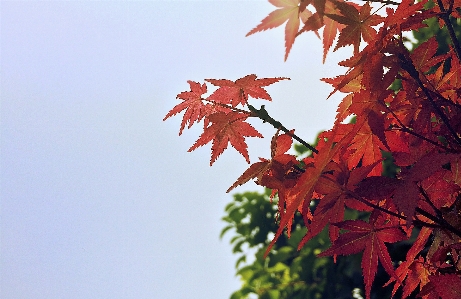 Foto Albero ramo pianta luce del sole