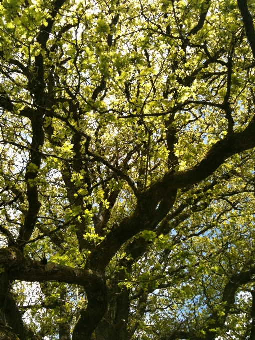 Landscape tree nature forest