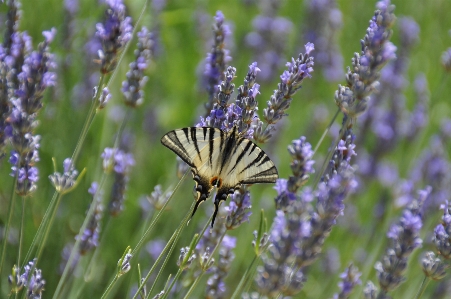 Nature grass plant meadow Photo