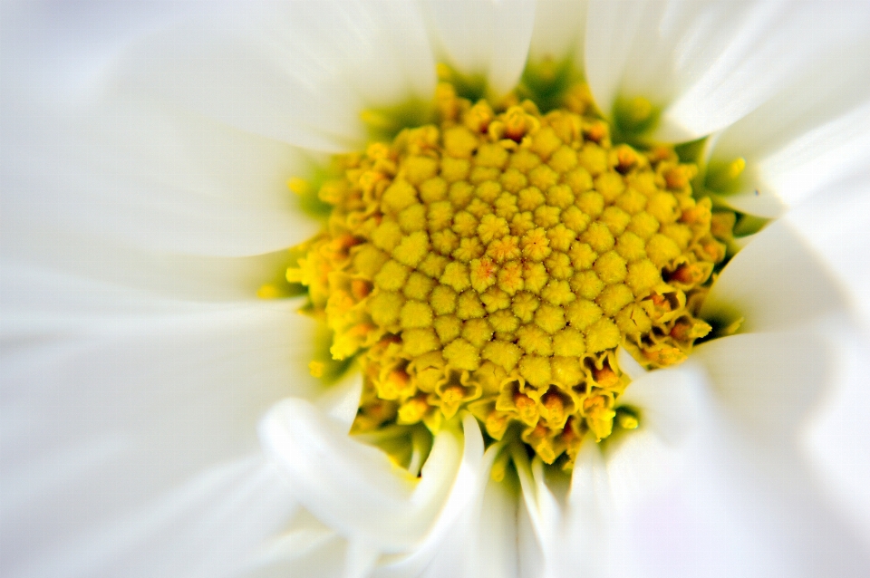 Natur blüte wachstum anlage