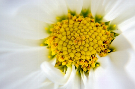 Nature blossom growth plant Photo