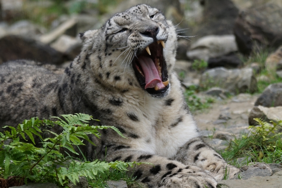 Animali selvatici zoo mammifero predatore