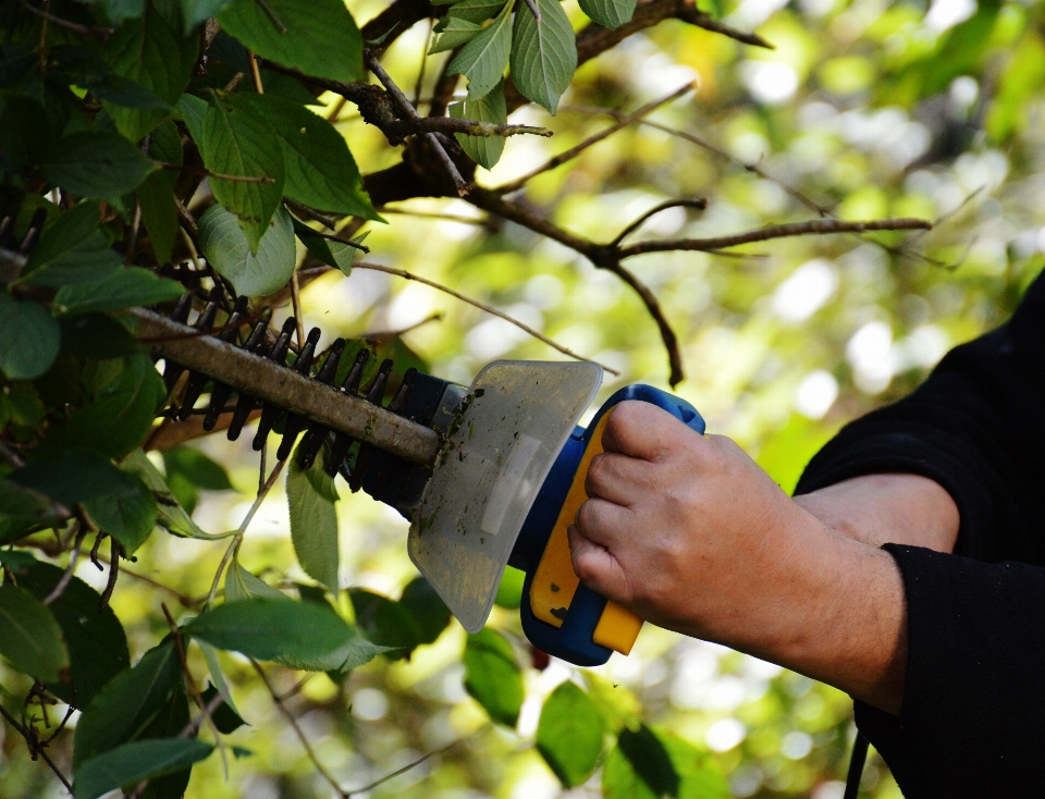 Lavoro albero ramo pianta