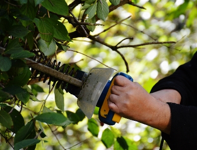 Work tree branch plant Photo