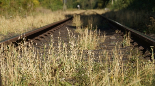 草 沼地
 追跡 鉄道 写真