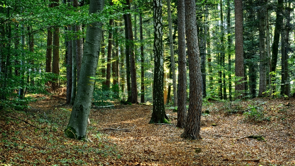 Pohon alam hutan gurun
