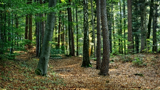 Foto árbol naturaleza bosque desierto
