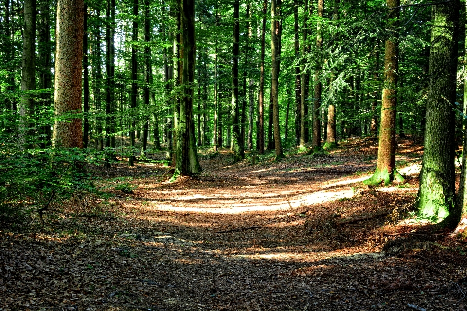 Pohon alam hutan gurun
