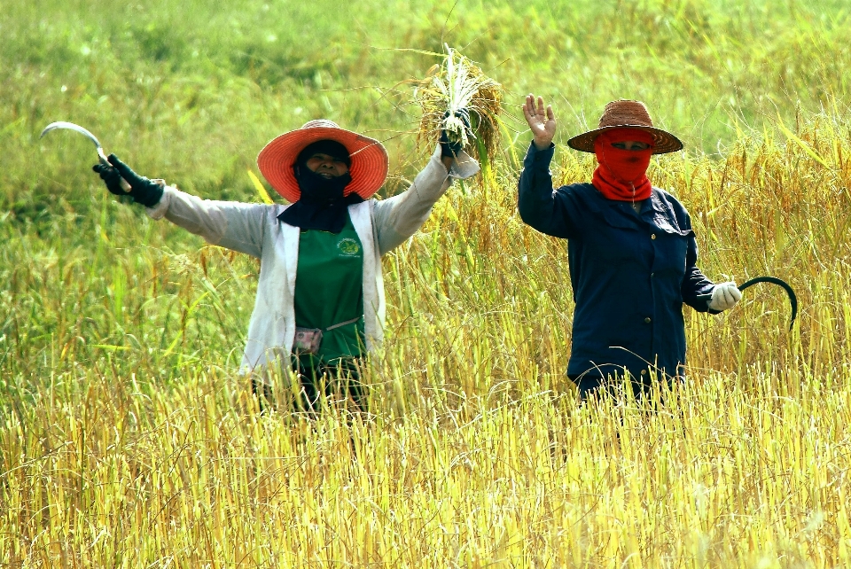 Bekerja alam rumput luar ruangan