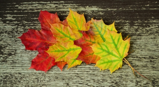 Tree plant wood leaf Photo