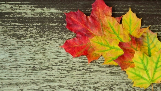 Tree plant wood leaf Photo