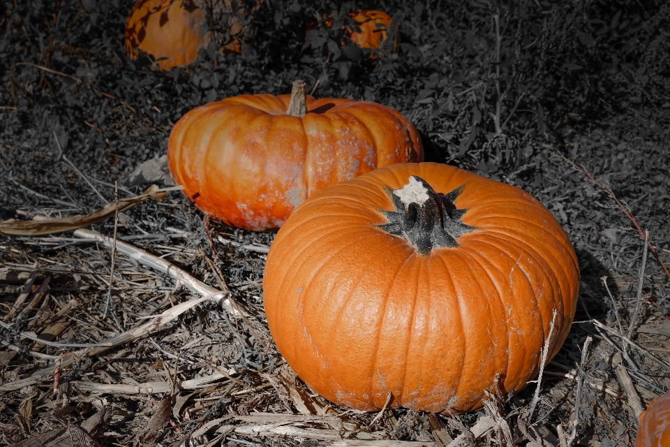 Fall celebration decoration orange