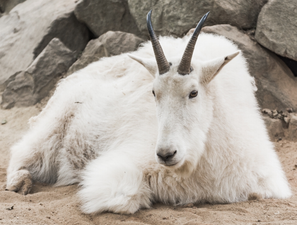 Putih margasatwa kambing kebun binatang