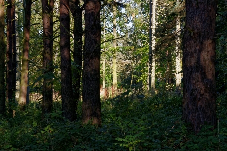 Tree nature forest wilderness Photo