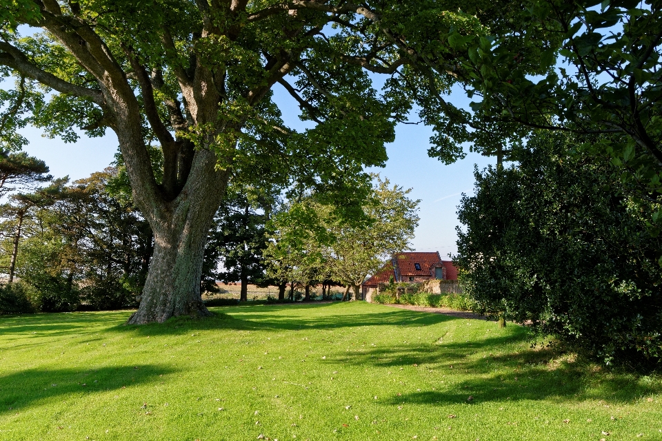 Landscape tree nature grass