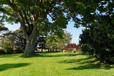 Landscape tree nature grass Photo