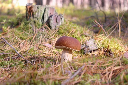 Foto Natura foresta erba prateria
