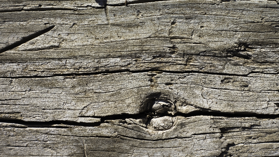 Tree rock branch grungy