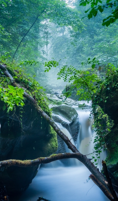 树 水 自然 森林