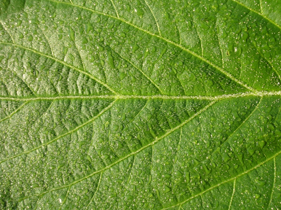 Eau nature herbe usine