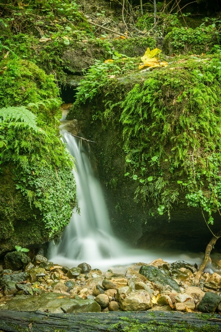 木 水 自然 森