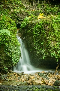 Tree water nature forest Photo