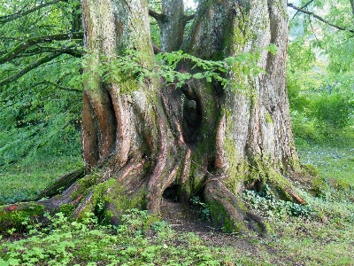 Tree forest branch plant Photo