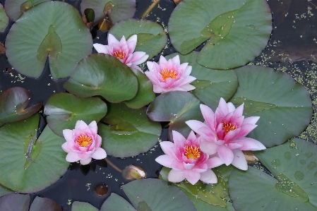 Water blossom plant flower Photo