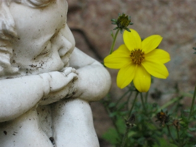 Nature plant flower petal Photo