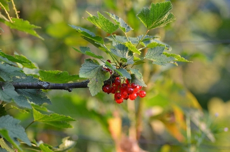 木 ブランチ 花 植物 写真