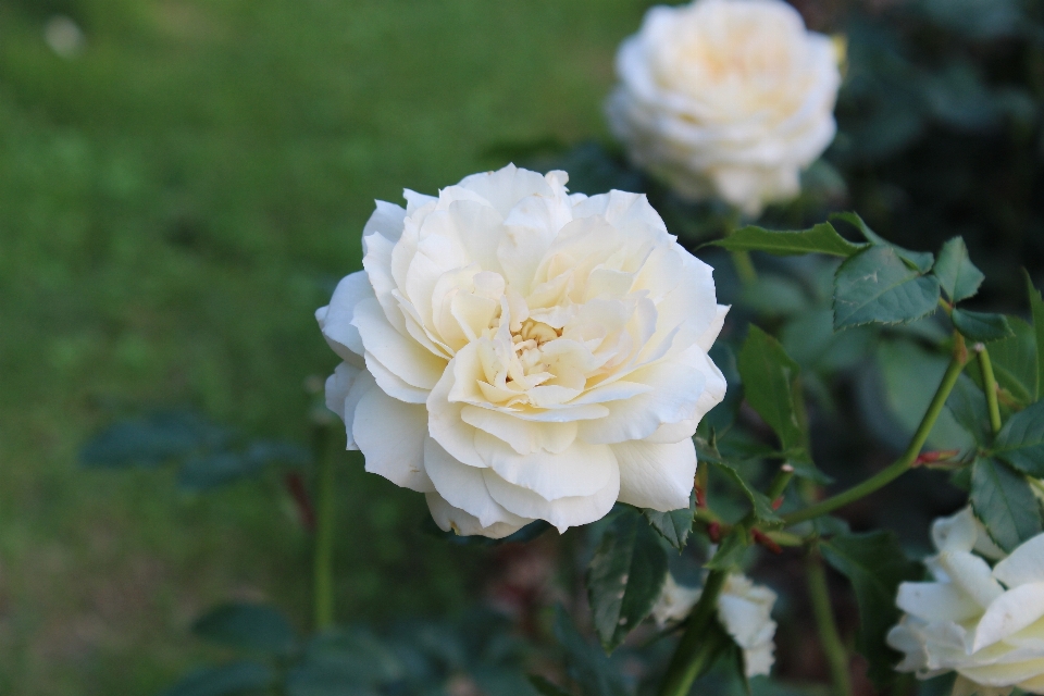 Plant flower petal rose