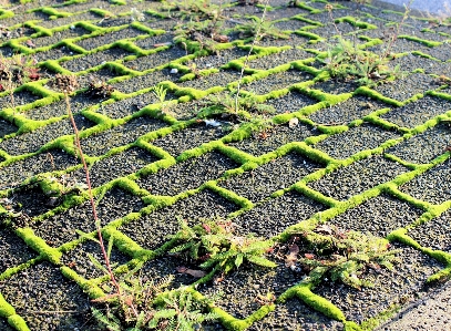 草 植物 分野 接地 写真