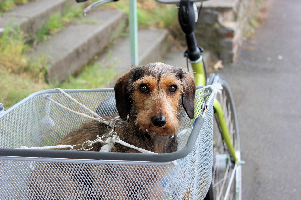 Rue vélo chien mammifère