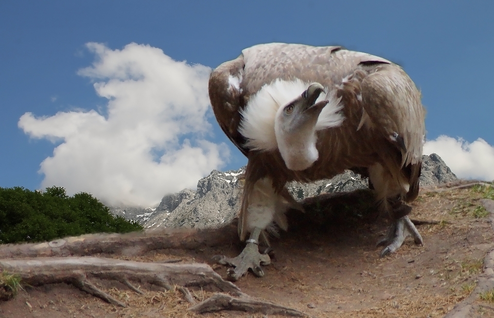 Kuş yaban hayatı kapalı fauna