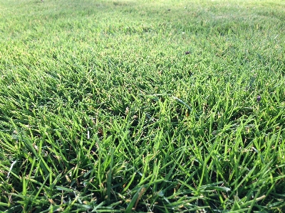 Nature grass growth plant Photo