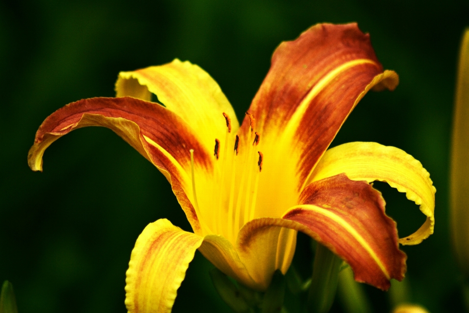 Nature plant photography leaf