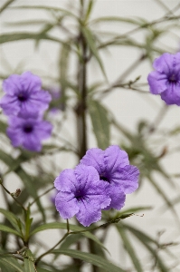 Blossom plant flower purple Photo