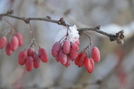 Tree branch blossom snow Photo